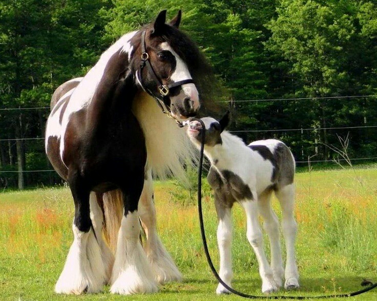 Gypsy Vanner Mare and Her Foal